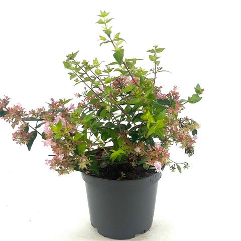 Abelia 'Raspberry Profusion'