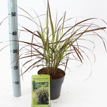 Pennisetum advena 'Rubrum'