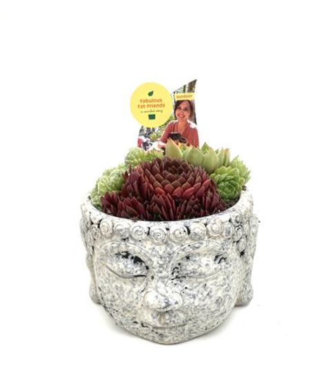 Sempervivum MIX IN POT