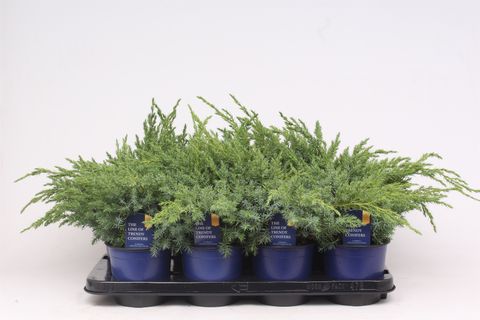 Juniperus squamata 'Blue Swede'