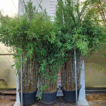 Fargesia nitida 'Black Pearl'