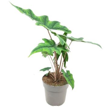 Alocasia 'Jacklyn'