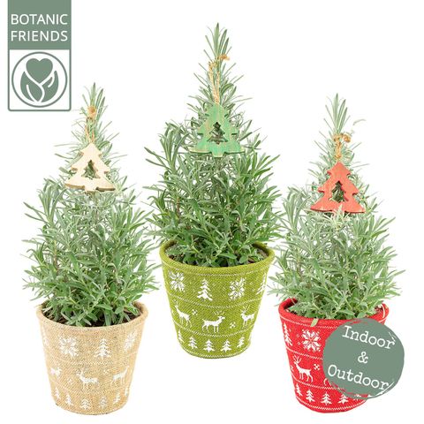 Lavandula angustifolia