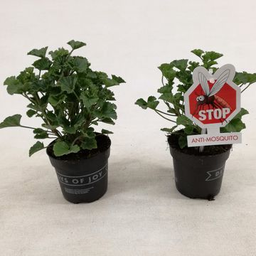 Pelargonium MOSQUITAWAY LIZZY