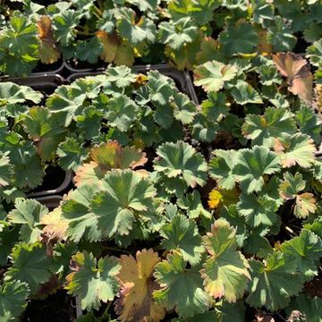 Alchemilla erythropoda 'Alma'