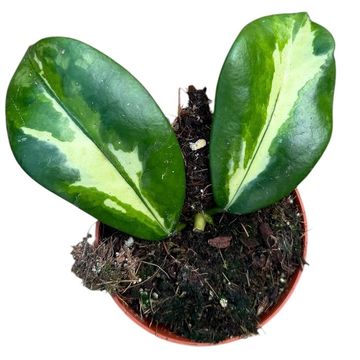 Hoya diversifolia 'Maharani'