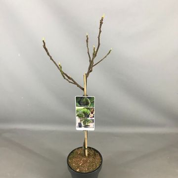 Ficus carica 'Brown Turkey'