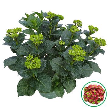 Hydrangea macrophylla MIX