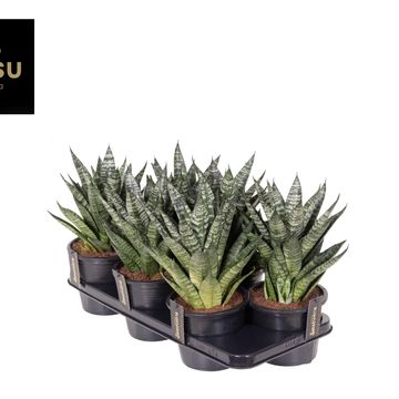 Sansevieria 'Comet Ming Green Marble'