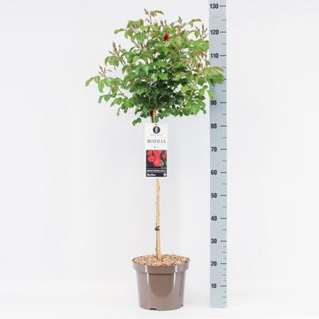 Rosa ROTILIA