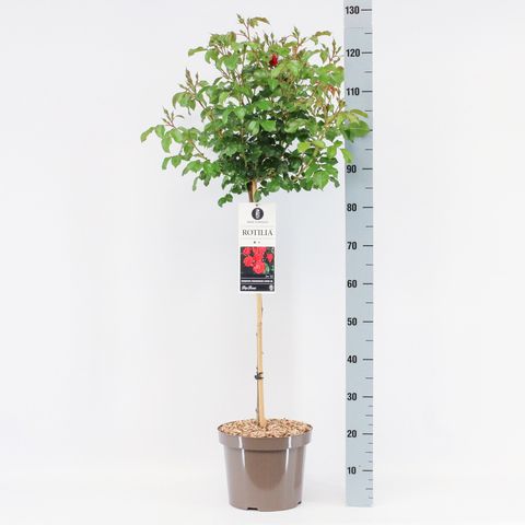 Rosa ROTILIA