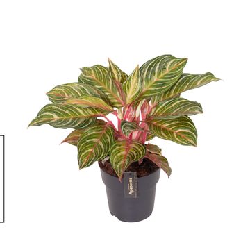 Aglaonema 'Dreamcatcher'