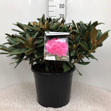 Rhododendron 'Kalinka' (Y)