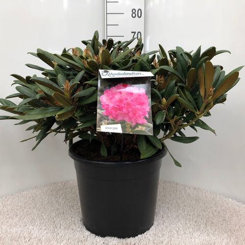 Rhododendron 'Калинка' (Y)