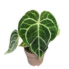 Anthurium crystallinum