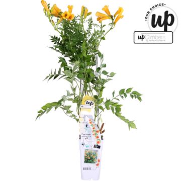 Campsis x tagliabuana GOLDEN TRUMPET