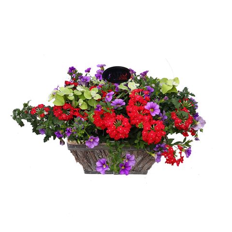 Vaste planten MIX IN POT