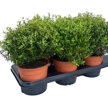 Myrtus communis