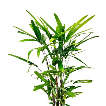 Rhapis excelsa