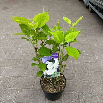 Hydrangea arborescens 'Annabelle'