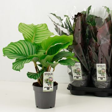 Calathea MIX