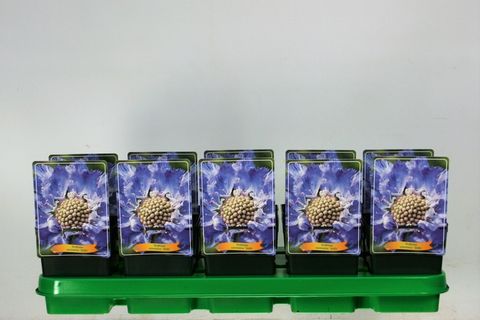 Scabiosa caucasica 'Stäfa'