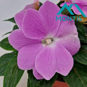 Impatiens COLORPOWER LAVENDER