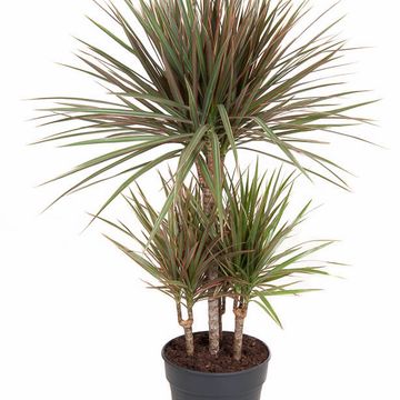 Dracaena bicolor