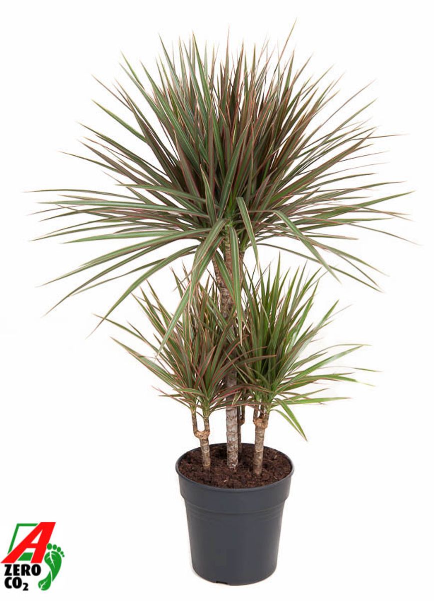 Dracaena bicolor — Plant Wholesale FlorAccess