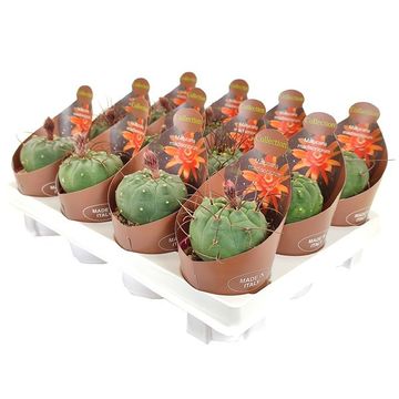 Matucana madisoniorum