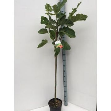 Ficus carica