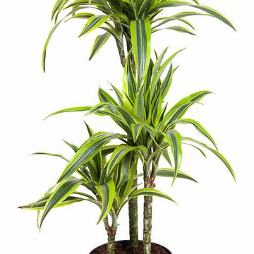 Dracaena fragrans 'Lemon Lime'