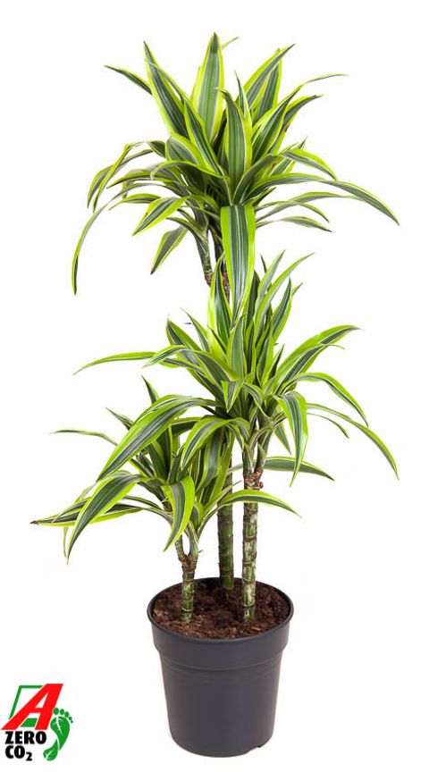 Dracaena fragrans 'Lemon Lime'