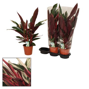 Stromanthe sanguinea 'Triostar'