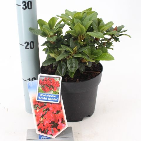 Rhododendron 'Скарлет Вандер'
