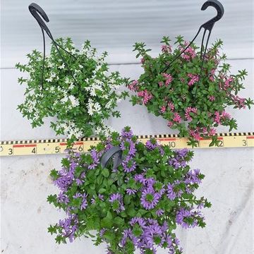 Scaevola aemula MIX