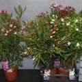 Nerium oleander MIX
