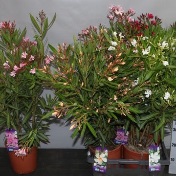 Nerium oleander MIX