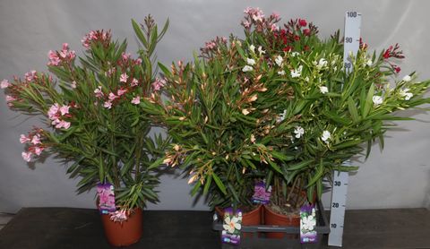 Nerium oleander MIX