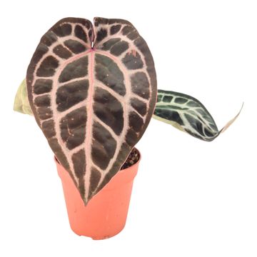 Anthurium DocBlock Michelle® '11' X Michelle® '1'