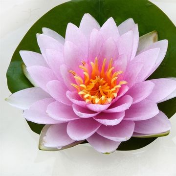 Nymphaea 'Hollandia'