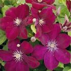 Clematis 'Rouge Cardinal' (LL)