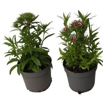 Dianthus 'Dinetta Pink'