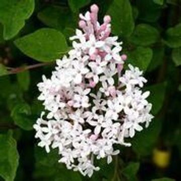 Syringa meyeri FLOWERFESTA WHITE