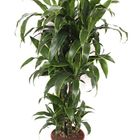 Dracaena fragrans 'Arturo'