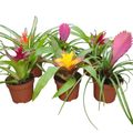 Bromelia MIX