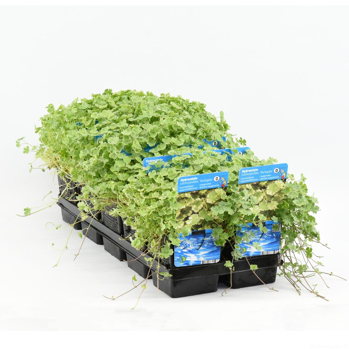 Hydrocotyle sibthorpioides 'Variegata' — Plant Wholesale FlorAccess