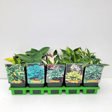 Hosta MIX