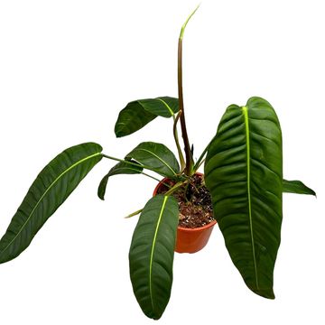 Philodendron patriciae