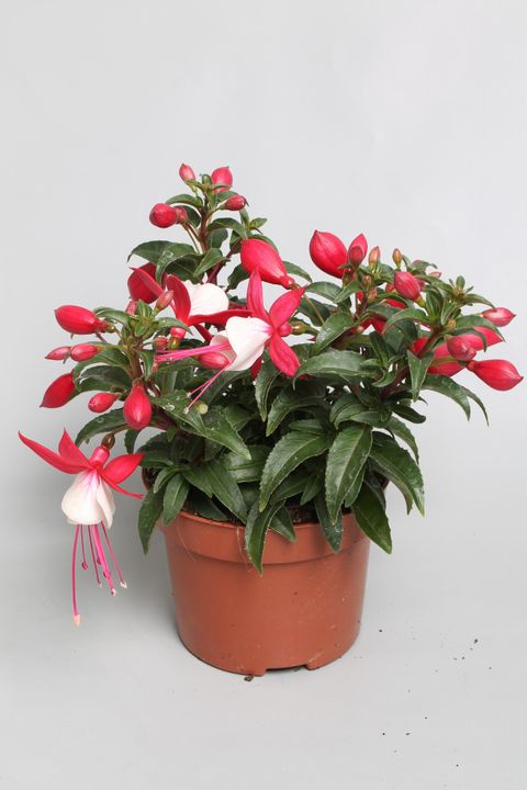 Fuchsia BELLA FUCHSIA EVITA